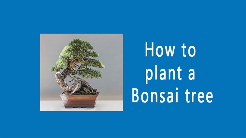 How-to-plant-a bonsai-tree