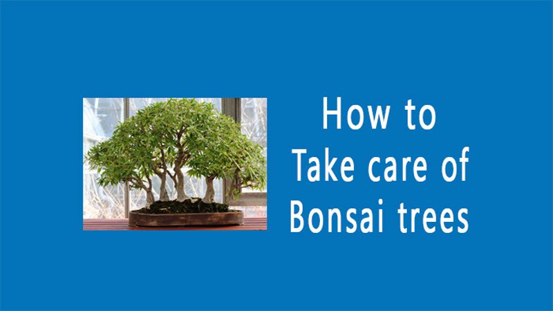 How to take care of bonsai trees