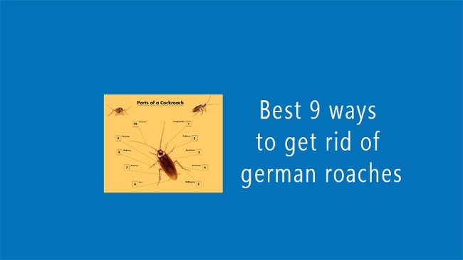 Get Rid of German Roaches