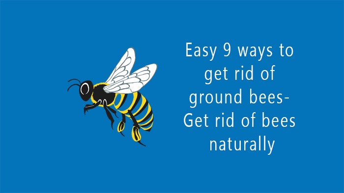 How to Get Rid of Ground Bees