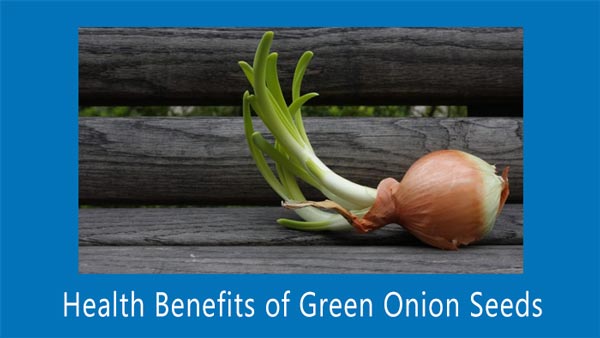 Health Benefits of Green Onion Seeds
