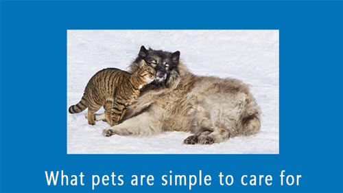 pet care tips
